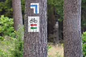 徒步旅行树木图片